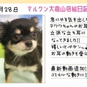 わんちゃんページ チワワ 】急にやる気を出したチワワちゃんのお耳!最新動画も