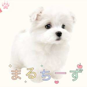 【 マルチーズ 】ぬいぐるみ級の可愛さ!おっとりフェイスの小さめ女子登場!
