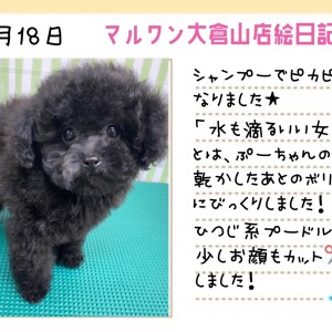 【 トイプードル 】水も滴るいい女!シャンプーでピカピカ大変身!