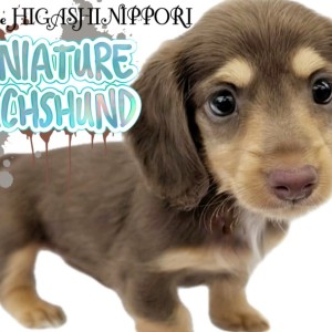 【 ミニチュアダックスフント 】東京都荒川区にチョコタンカラーの微笑み天使降臨!