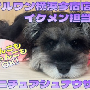 【 ミニチュアシュナウザー 】お散歩デビュー!わんこもにゃんこもOKな温厚男子!