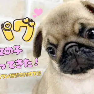 パグ 】ぶちゃかわの天使をご紹介！ぱぐちゃんがマルワン板橋