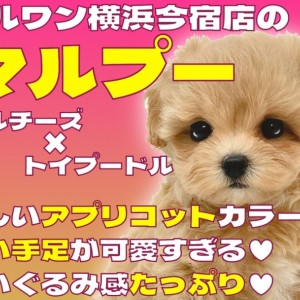【 マルプー 】無防備すぎる癒し系!マルチーズとトイプードルの最強MIX!