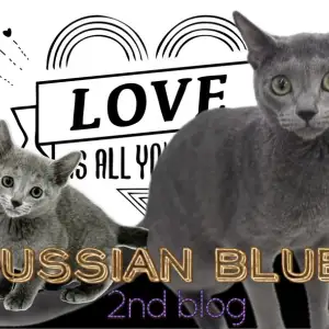 【 ロシアンブルー 】甘えん坊の度が過ぎている絶対的癒しを与えてくれる!