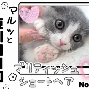 【 マルっと東川口日和No.46 】丸顔猫好きさん必見!癒し度満点のブリちゃん!