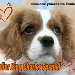 【 キャバリア 】生後85日むっちり感満載!癒しのスパニエル!!