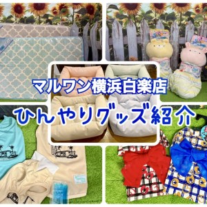 【 商品紹介 】夏を乗り切る!おすすめひんやりペットグッズ厳選5選