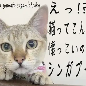 【 シンガプーラ 】クールな見た目のフレンドリー猫ついに触れ合い始めちゃいました