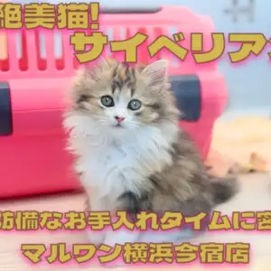 【 サイベリアン 】猫ちゃん初心者は必見!おっとりガールの無防備ギャラリー集!