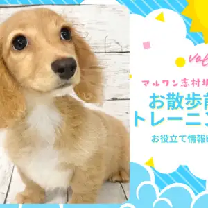 【 トレーニングブログ 】初めてのお散歩前に行うトレーニング方法をご紹介!