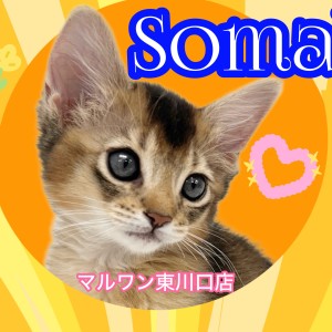 【 ソマリ 】猫界のプリンス登場!この子の魅力を知っておかないと損です!