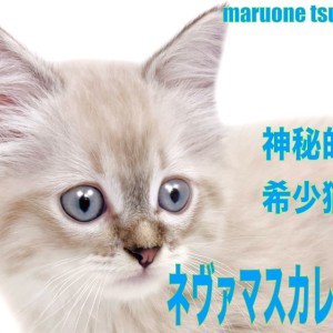 【 ネヴァマスカレード 】希少猫!シールリンクスポイント&ホワイトの男の子!!