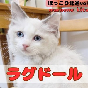【 ほっこり北通vol.191 】フミフミ大好きな甘えん坊ラグドールが入店!!