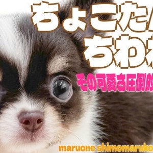 【 チワワ 】人気のチョコタンカラー!片手サイズで優しい性格は初心者にもオススメ