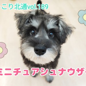 【 ほっこり北通vol.189 】人もわんこも大好きな社交的シュナウザーちゃん