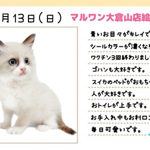 【 ラグドール 】温厚で美しい大型ネコちゃんが好きな方はこの子に決まり！