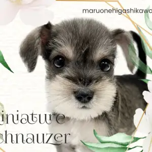 【 ミニチュアシュナウザー 】オリジナル要素がたくさんな優しい性格の男の子!