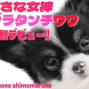 チワワ 】母性本能くすぐる愛らしさの持ち主！白黒カラーで