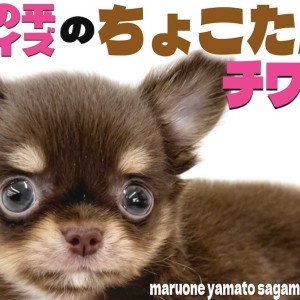 【 チワワ 】圧倒的な小ささと圧倒的な可愛さで大人気のチョコタンカラーの男の子!