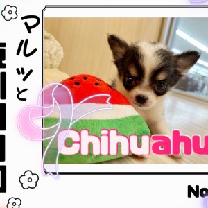 ほっこり北通Vol.129 】へそ天で甘える激かわチワワちゃん