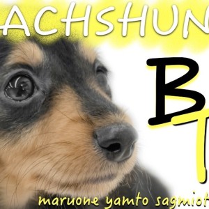 【 カニンヘンダックスフント 】元気印の短足女子!甘え上手なブラタンダックス!