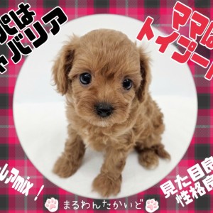 【 キャバリア×トイプードル 】Z世代も注目!?癒し度満点の超レアMix犬降臨!