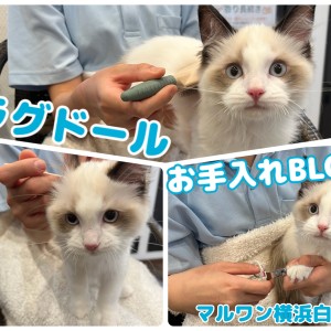 【 ラグドール 】温厚にゃんこ代表!抱っこもできる甘えん坊男子のお手入れに密着!