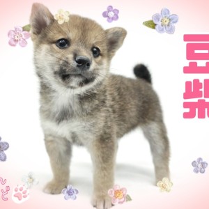 【 豆柴 】おっとりマイペースな性格で飼いやすさ抜群!穏やかな甘えんぼ王子!