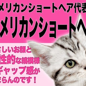 【  アメリカンショートヘア 】優しいお顔とワイルドな縞模様の美アメショ！