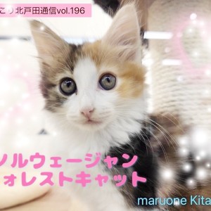 【 ほっこり北通vol.196 】人が大好きな性格!三毛猫模様ノルちゃんの日常