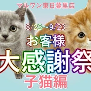 【 お知らせ 】お客様大感謝祭スタート!マルワン東日暮里店の全頭をご紹介!子猫編