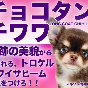 【 チワワ 】最高ルックス!柔らかチョコタンカラー!小さめサイズの女の子!