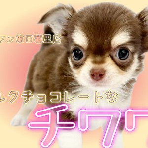 【 チワワ 】ミルクチョコ風味の柔らかい雰囲気をまとったチョコタン系男子が登場!