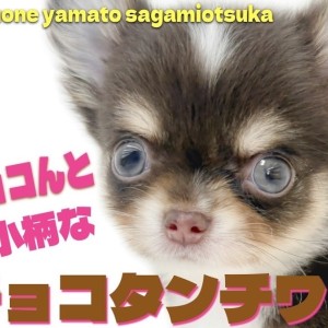 【 チワワ 】秋先取りのビターチョコカラー! 写真映え抜群の小さめチワワをご紹介
