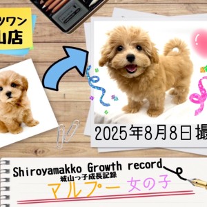 【マルプー】城山っ子成長報告!2025年8月8日
