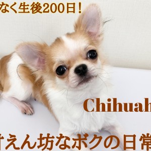 【 チワワ 】祝・生後200日!小さめ鮮やかレッドが眩しい甘えん坊プリンス!