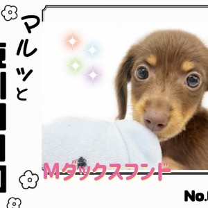【 マルっと東川口日和No.60 】可愛い仕草に胸キュン必須のダックスちゃん!