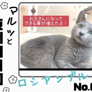 モールアート☆マルチーズ☆へそてん モールアート☆マルチーズ☆へそてん - メルカリ