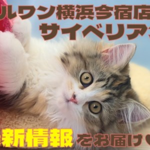 【 サイベリアン 】マルワン横浜今宿店のおっとり代表の美少女!最新情報をお届け!