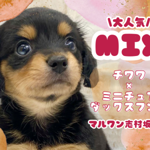 【 MIX 】チワックスの女の子!甘え方をすでにマスターしたドワーフプリンセス!