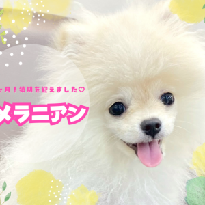 【 ポメラニアン 】猿期を迎えた志村坂下店のポメちゃん!貴重な姿をご覧あれ!