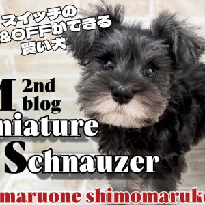 【 ミニチュアシュナウザー 】仰向け抱っこで心まで預けてくれる相棒犬が大田区に!