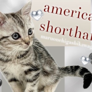 【 アメリカンショートヘア 】誰もが知る人気者!美しい模様に惚れ惚れする人続出!