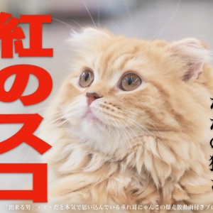 【 スコティッシュフォールド 】お散歩できない猫はただの猫さ。