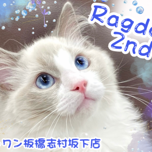 【 ラグドール 】店内散歩が大好きなラグドールくん!生後6ヶ月を迎え美しさ倍増!