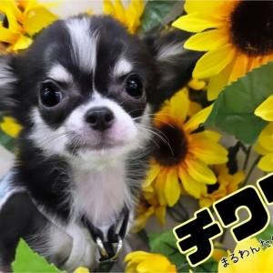 チワワ様　にわとりページ オーナー様募集中❤️】 プロペラしっぽの男の子🐶 #チワワ