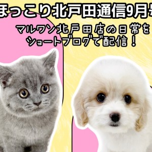 【 ほっこり北戸田通信集 9月号 】日々の日常をマルっとまとめました！