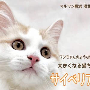【 サイベリアン 】お友だち大好き!ワンちゃんのように人懐こく成長中!