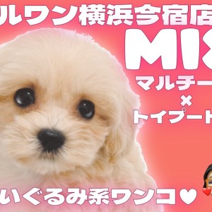 【 MIX マルプー 】マルチーズとトイプードルのMIX!目ヂカラ最強の女の子!
