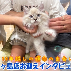 【 お迎えインタビュー 】ご家族で迎えた初めての猫ちゃん